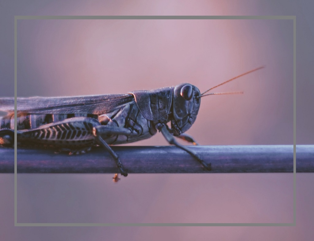 How to Get Rid of Grasshoppers in House