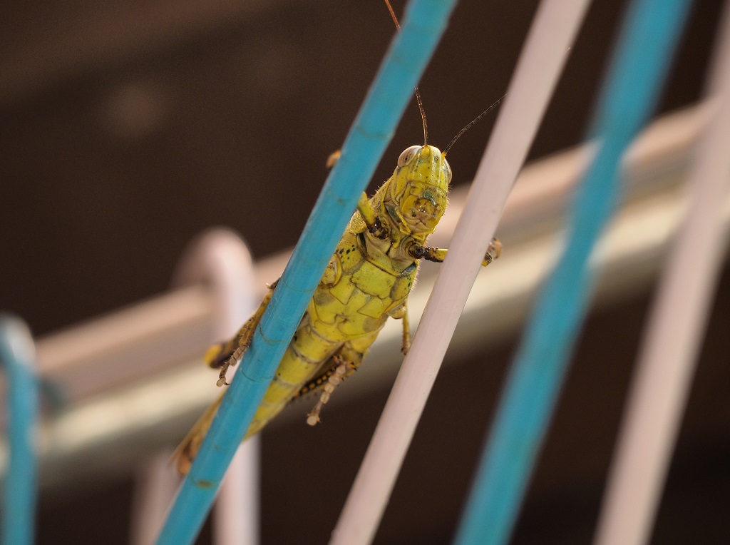 How to Get rid of Grasshoppers with Vinegar